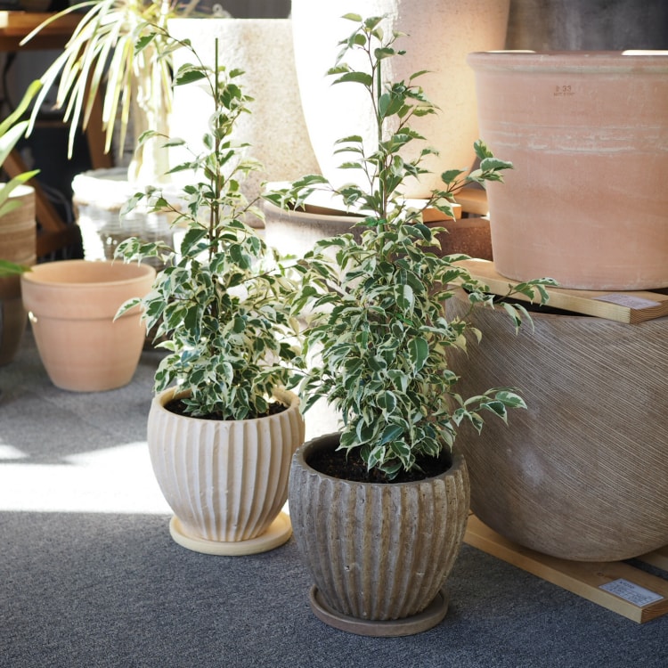 三ッ鉢 UN443-110 – 鉢人