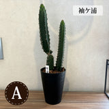 柱サボテン 4号(12cm) 選べるこだわりの品種!
