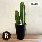 柱サボテン 4号(12cm) 選べるこだわりの品種!