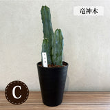 柱サボテン 4号(12cm) 選べるこだわりの品種!