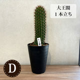 柱サボテン 4号(12cm) 選べるこだわりの品種!