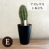 柱サボテン 4号(12cm) 選べるこだわりの品種!