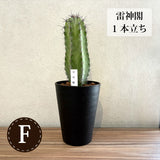 柱サボテン 4号(12cm) 選べるこだわりの品種!