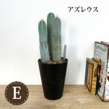 柱サボテン 4号(12cm) 選べるこだわりの品種!