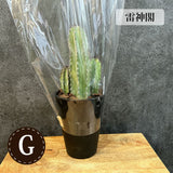 柱サボテン 4号(12cm) 選べるこだわりの品種!