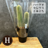 柱サボテン 4号(12cm) 選べるこだわりの品種!