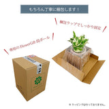 選べる品種 オリーブ 5号