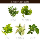 プレミアムポトス ラインポットアレンジ