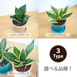 ミニサンスベリア カラーポットアレンジ