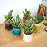 ミニサンスベリア カラーポットアレンジ