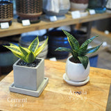 ミニサンスベリア カラーポットアレンジ