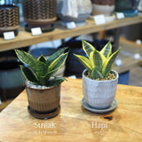 ミニサンスベリア カラーポットアレンジ