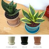 ミニサンスベリア カラーポットアレンジ