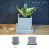 ミニサンスベリア カラーポットアレンジ