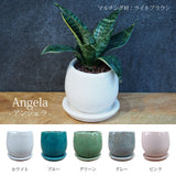 ミニサンスベリア カラーポットアレンジ