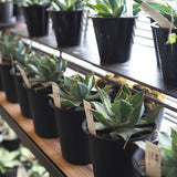 アガベ 雷神 4号