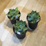 アガベ 雷神 4号