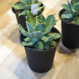 アガベ 雷神 4号