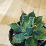 アガベ 雷神 4号