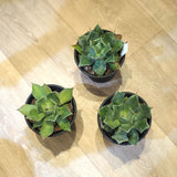 アガベ 雷神 4号