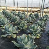 アガベ 雷神 4号