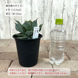 アガベ 雷神 4号