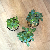 アデニム 各種 4号