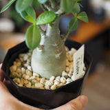 アデニム 各種 4号