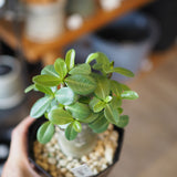 アデニム 各種 4号