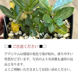 アデニム 各種 4号