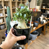 アデニウム 各種