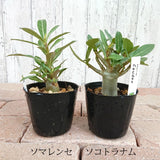 アデニム 各種 3号