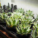 アガベ 吉祥冠錦 3.5号