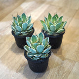 アガベ 吉祥冠錦 3.5号