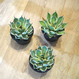 アガベ 吉祥冠錦 3.5号