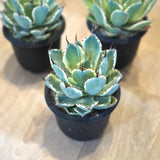 アガベ 吉祥冠錦 3.5号