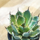 アガベ 吉祥冠錦 3.5号