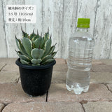 アガベ 吉祥冠錦 3.5号