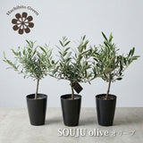 SOUJU オリーブ