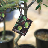 SOUJU オリーブ 4号ロングポット