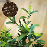 SOUJU オリーブ 4号ロングポット