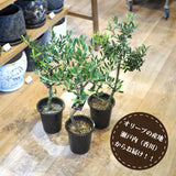 SOUJU オリーブ 4号ロングポット