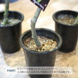 SOUJU オリーブ 4号ロングポット