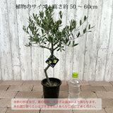 SOUJU オリーブ 4号ロングポット