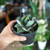 アガベ チタノタ 希少品種 3.5号 ホワイトアイス ブラック&ブルー レッドキャット