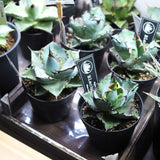 アガベ チタノタ 希少品種 3.5号 ホワイトアイス ブラック&ブルー レッドキャット