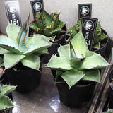 アガベ チタノタ 希少品種 3.5号 ホワイトアイス ブラック&ブルー レッドキャット