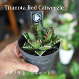 アガベ チタノタ 希少品種 3.5号 ホワイトアイス ブラック&ブルー レッドキャット