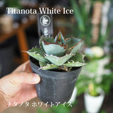 アガベ チタノタ 希少品種 3.5号 ホワイトアイス ブラック&ブルー レッドキャット