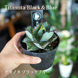 アガベ チタノタ 希少品種 3.5号 ホワイトアイス ブラック&ブルー レッドキャット